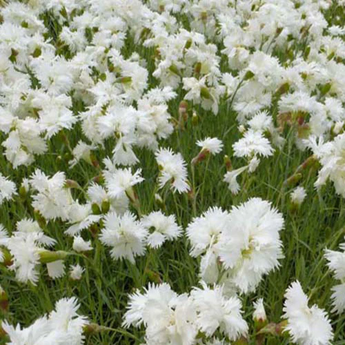 Feder Nelke 'Alba Plenus'