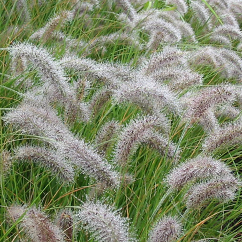 Federborstengras - Image 2