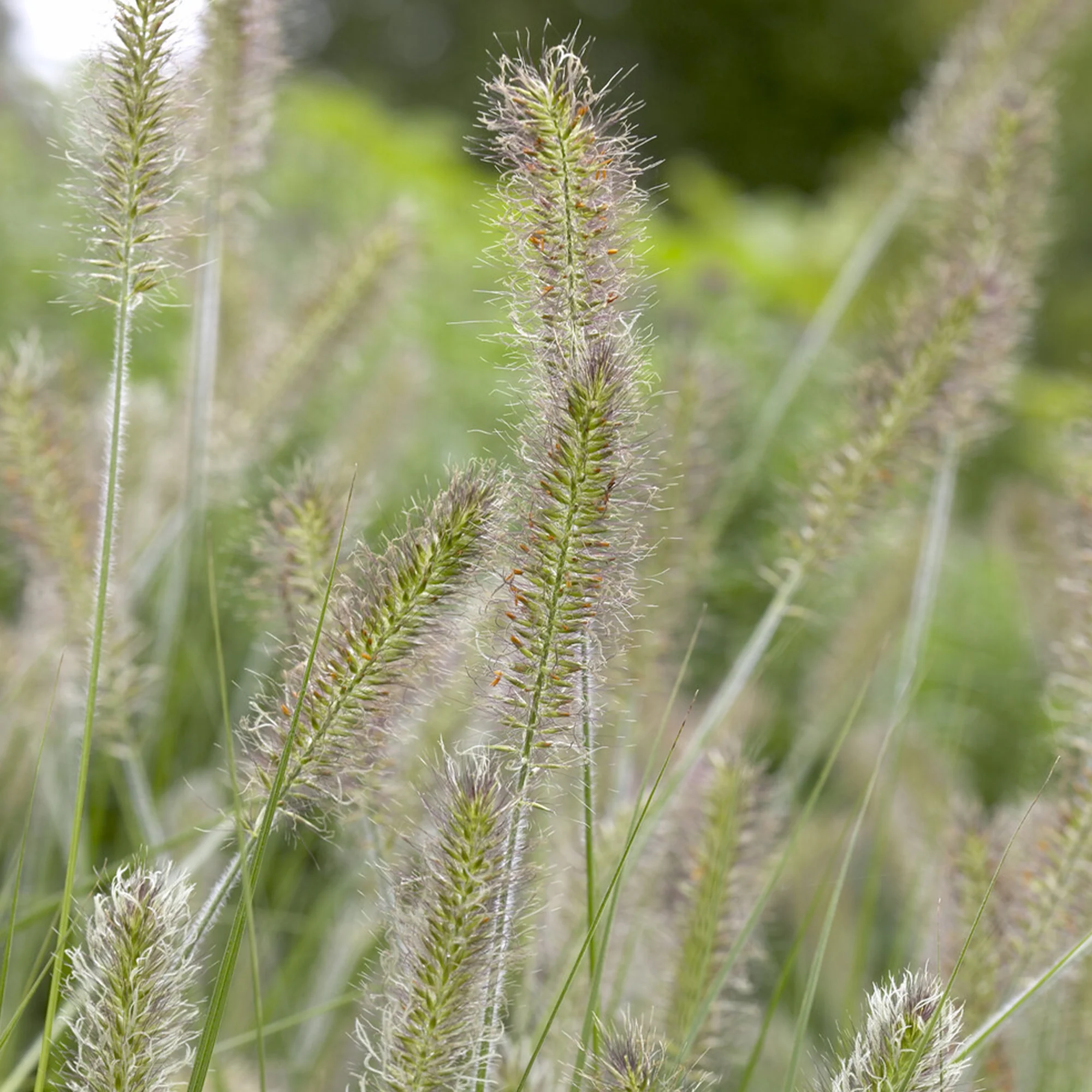 Federborstengras 'Herbstzauber' - Image 3