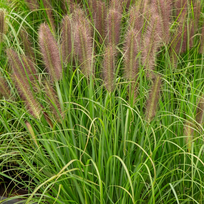 Federborstengras Japonicum
