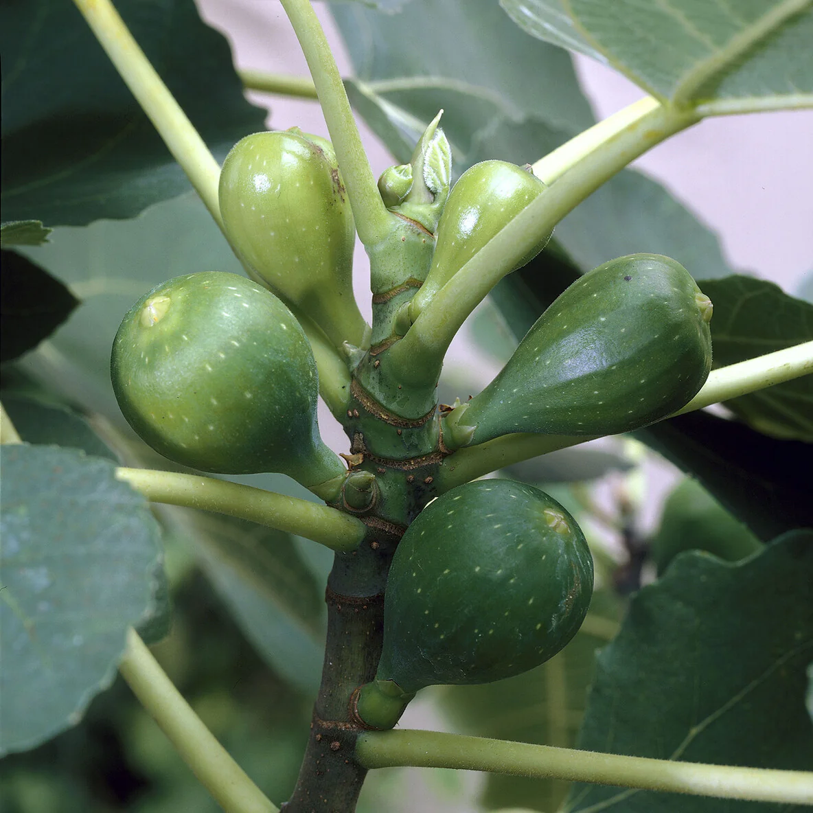 Feige 'Goutte d'Or' - Image 3
