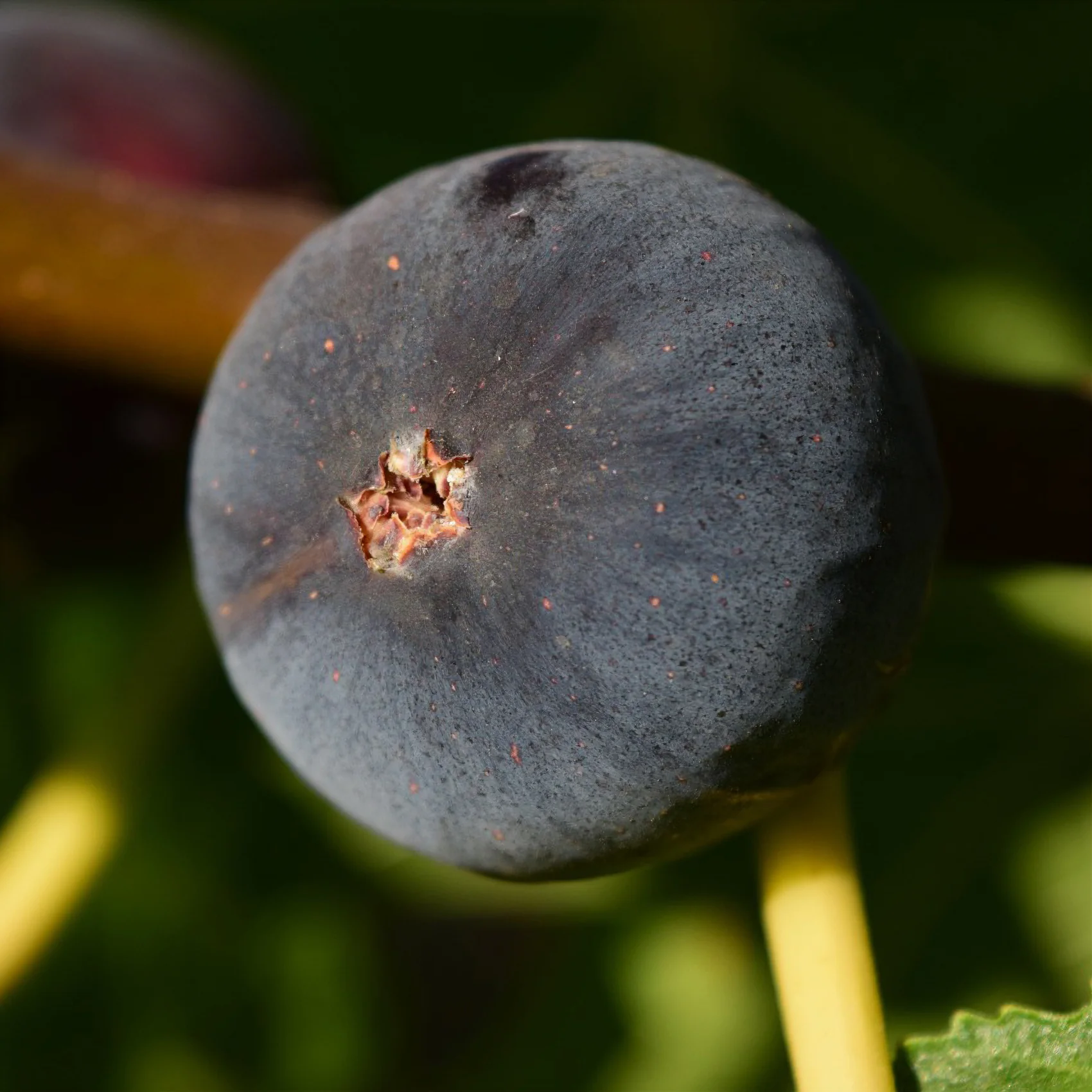 Feige ‘Ronde de Bordeaux’ - Image 3