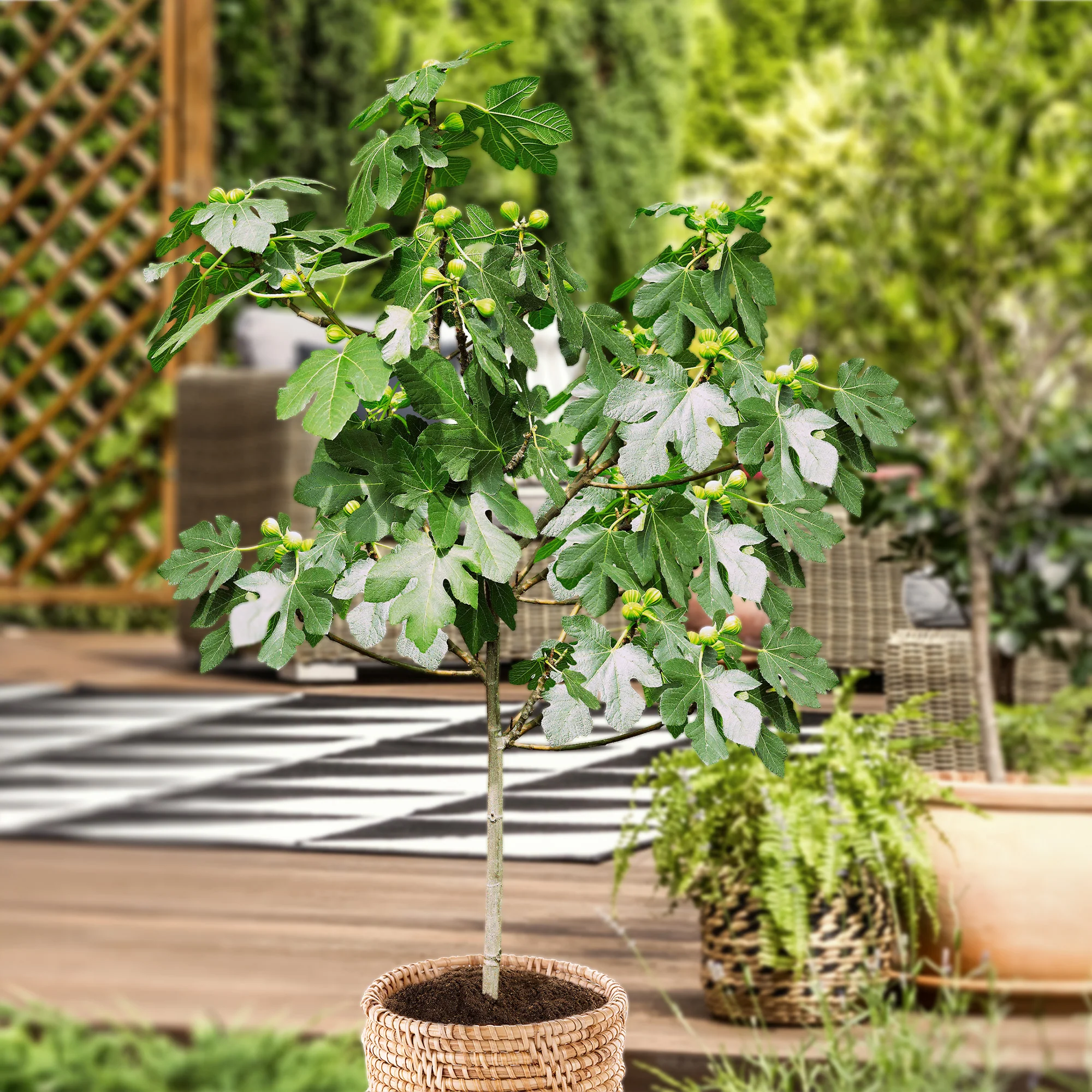 Feigenbaum auf Stamm - Image 3
