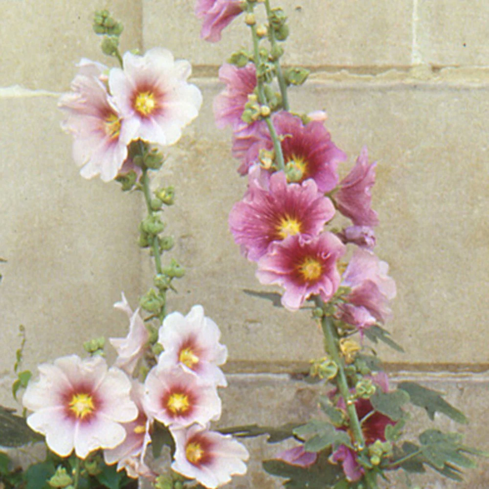 Feigenblättrige Stockrose - Image 2