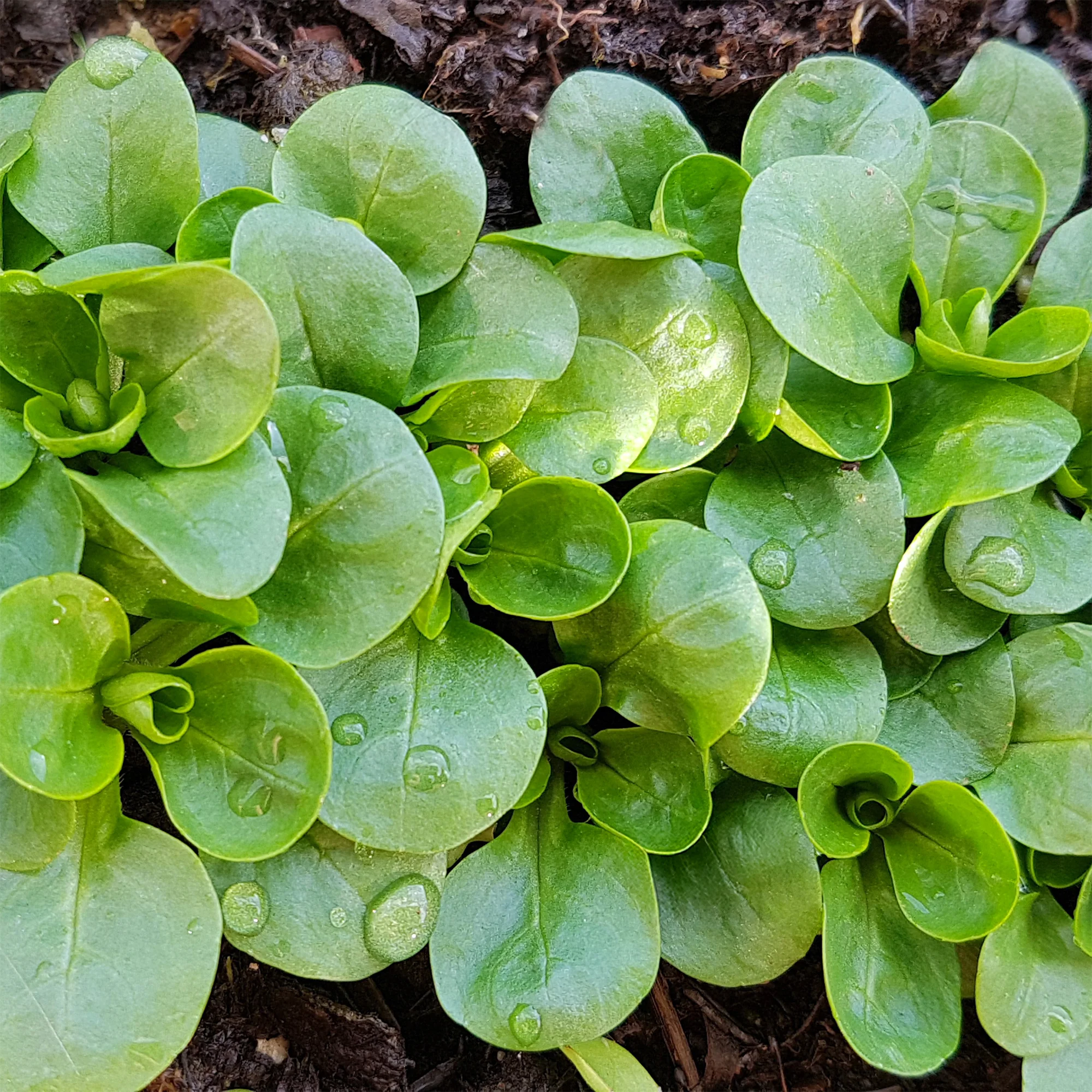 Feldsalat Dunkelgrüner Vollherziger 2