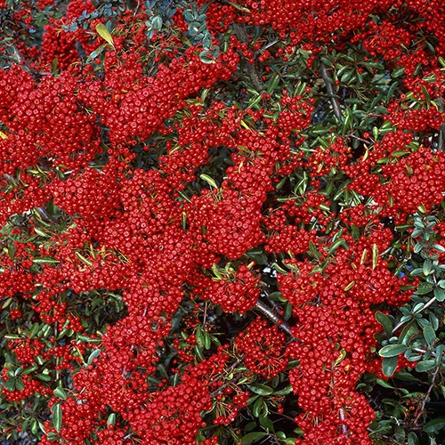Feuerdorn ‘Saphyr® Rouge Cadrou’ - Image 3