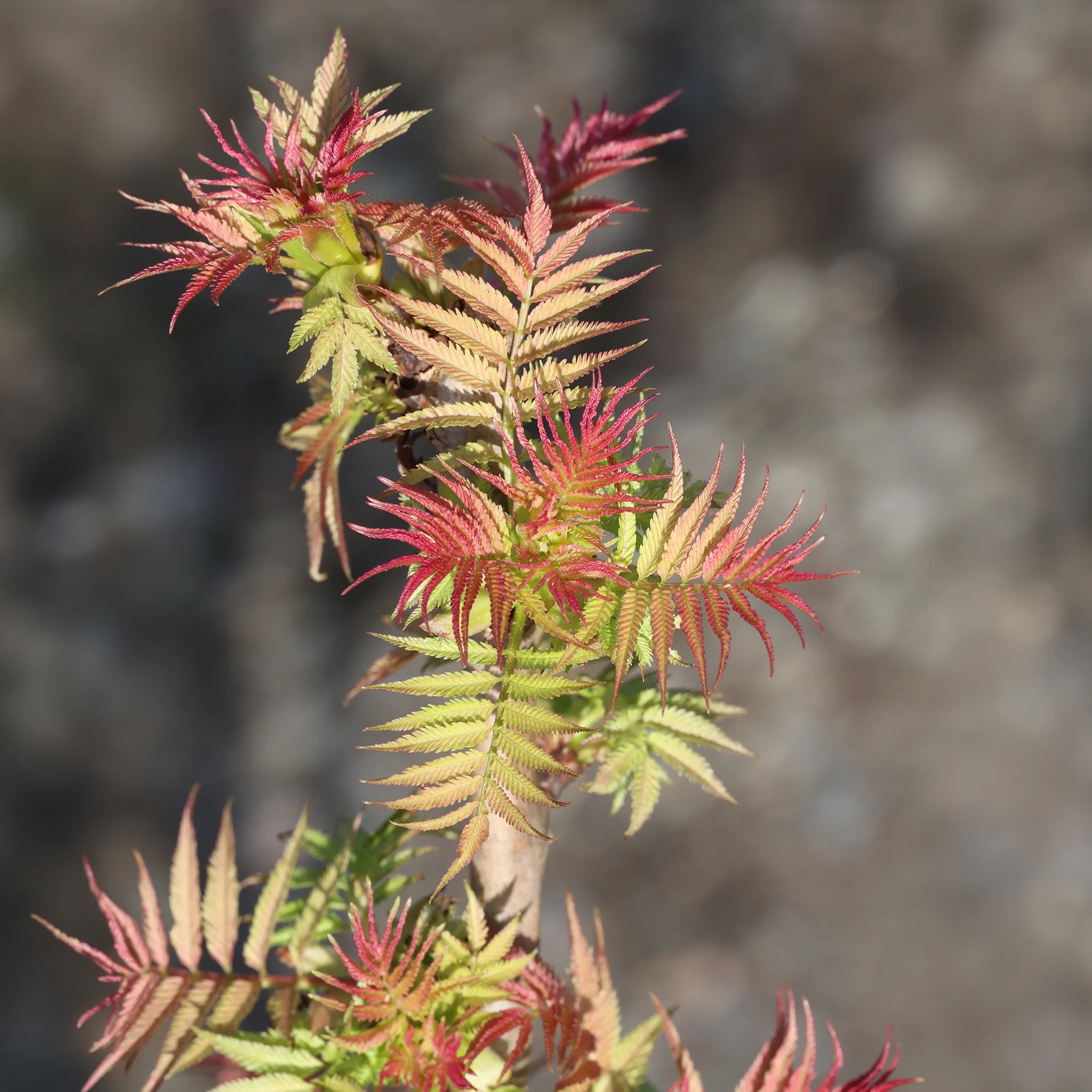 Fiederspiere Pink Hopi® - Image 2