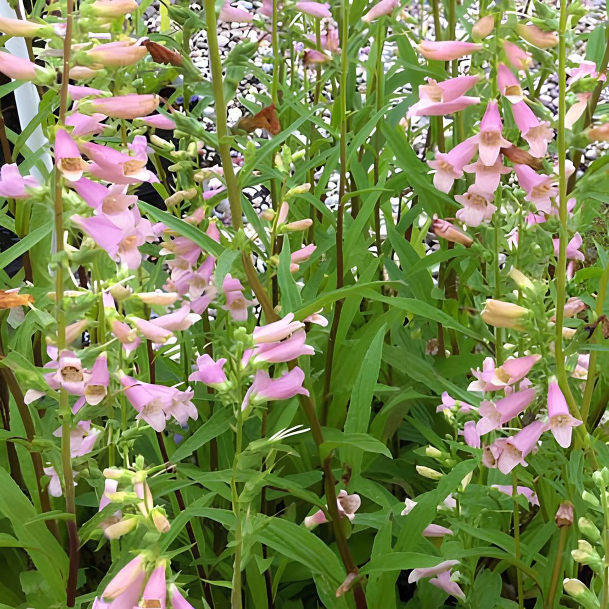 Fingerhut ‘Glory of Roundway’