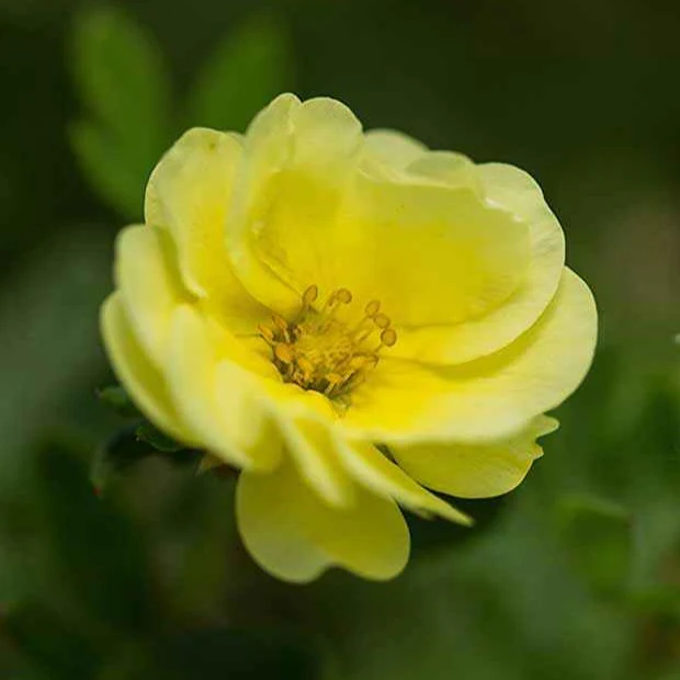 Fingerstrauch Lemon Meringue - Image 3