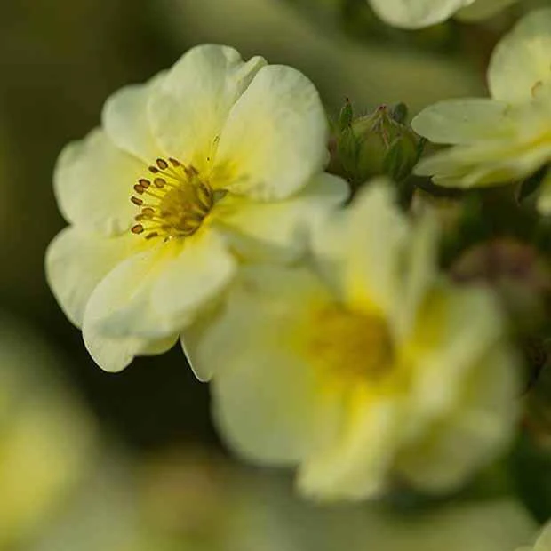 Fingerstrauch Lemon Meringue - Image 4