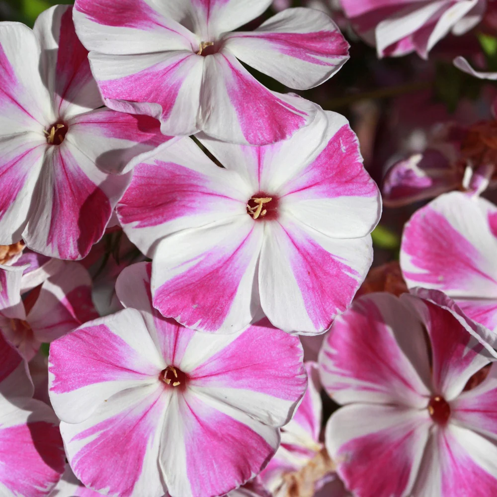 Flammenblume Bambini Candy Crush - Image 2