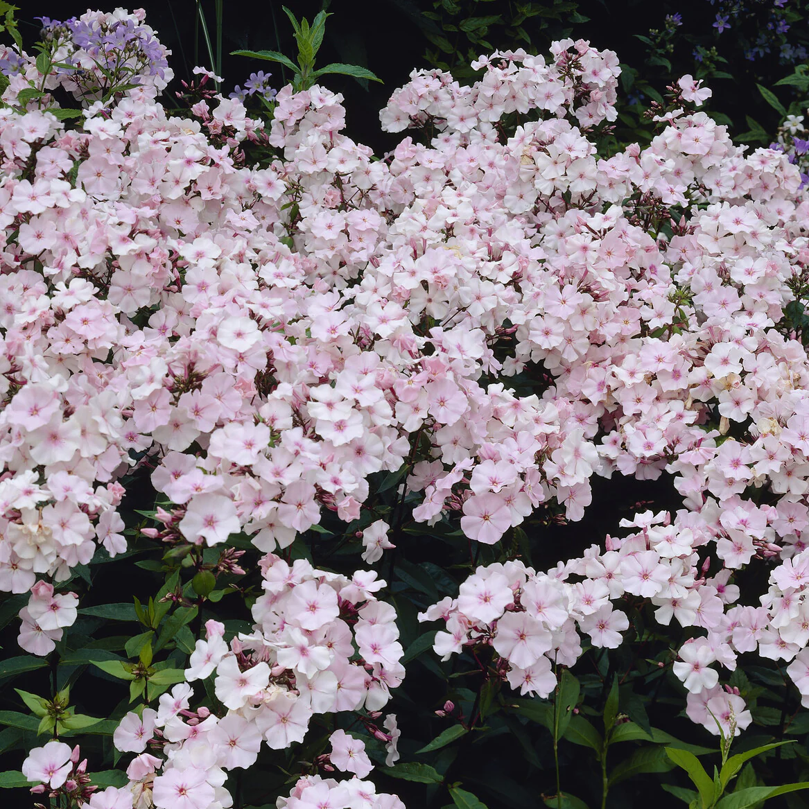 Flammenblume ‘Rosa Pastell’ - Image 3