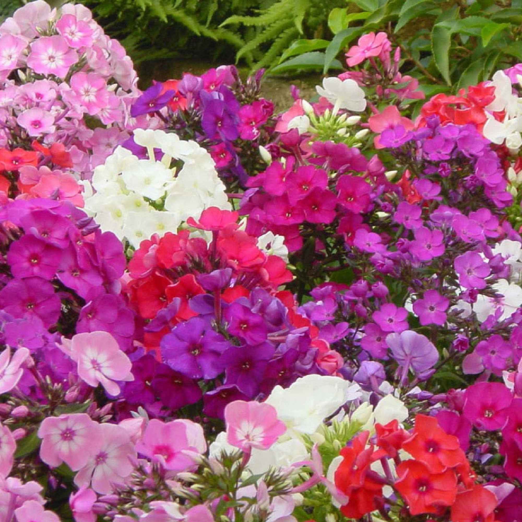 Flammenblumen Mischung (x5) - Image 3