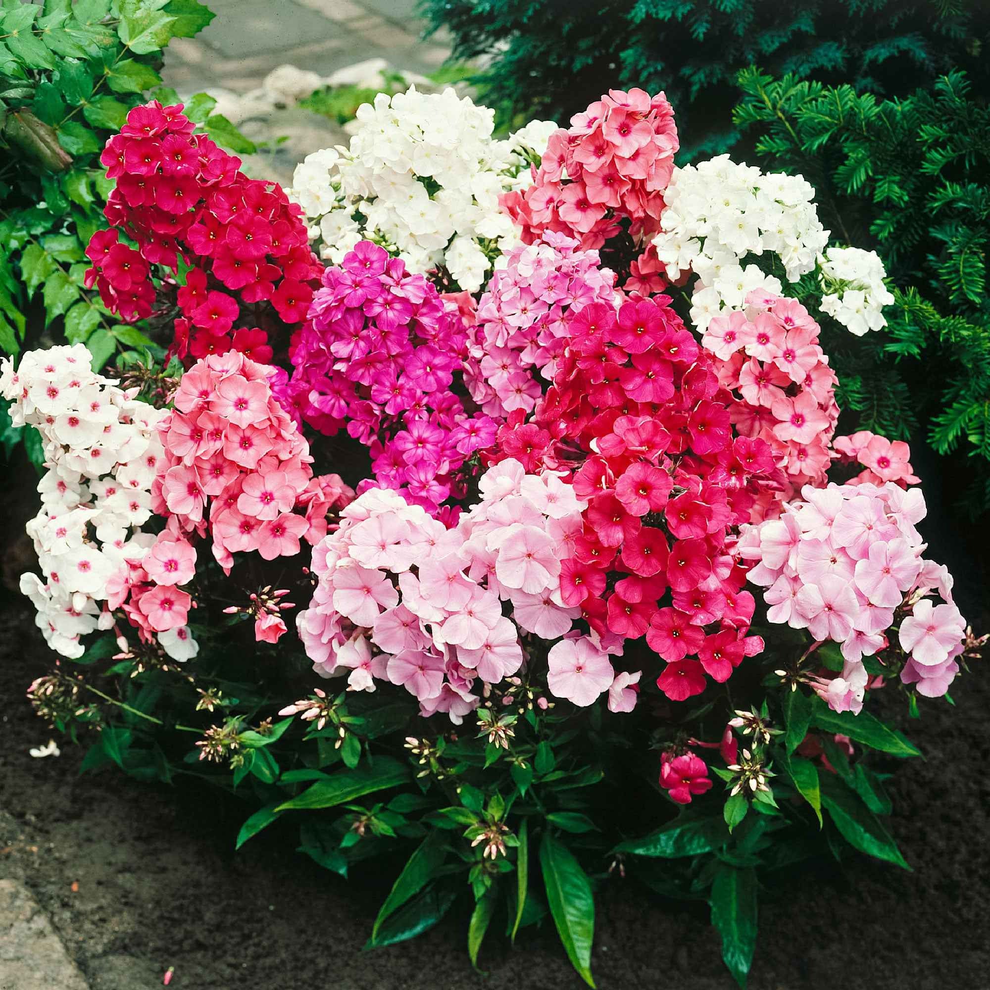Flammenblumen Mischung (x5) - Image 4