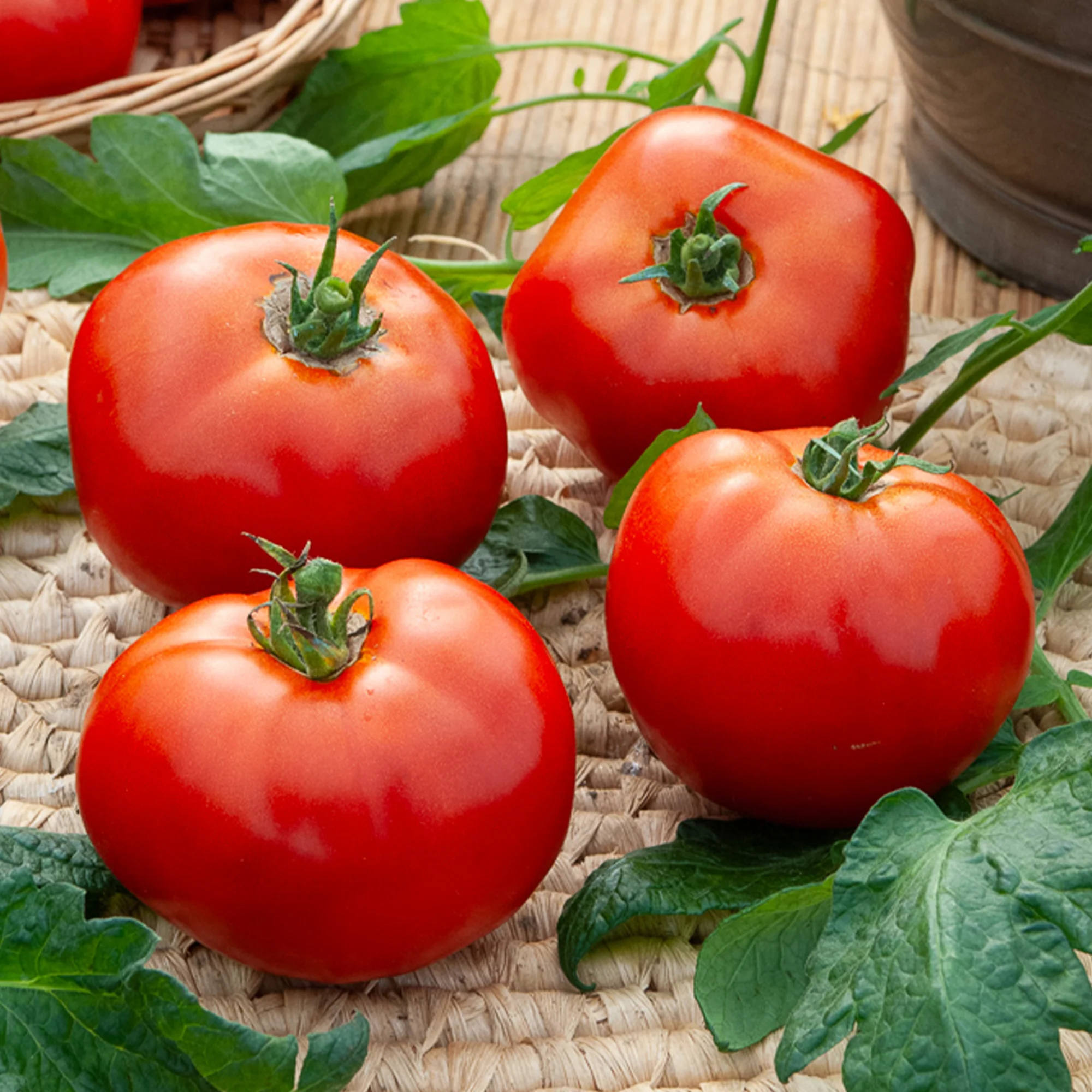 Fleischtomate Marktwunder