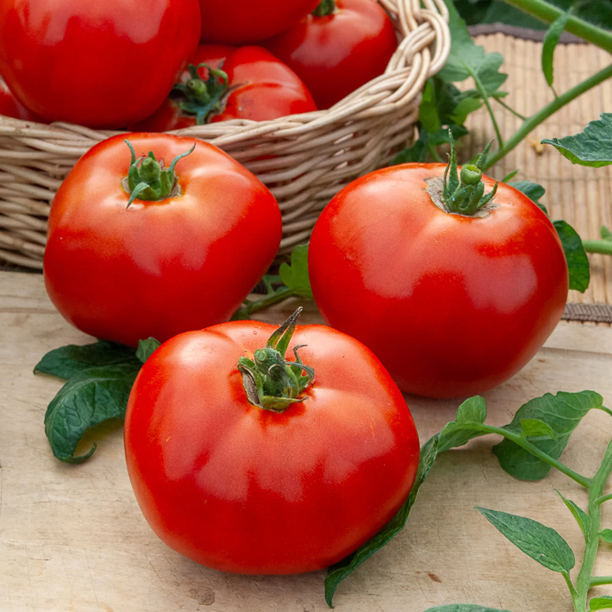 Fleischtomate Marktwunder - Image 2