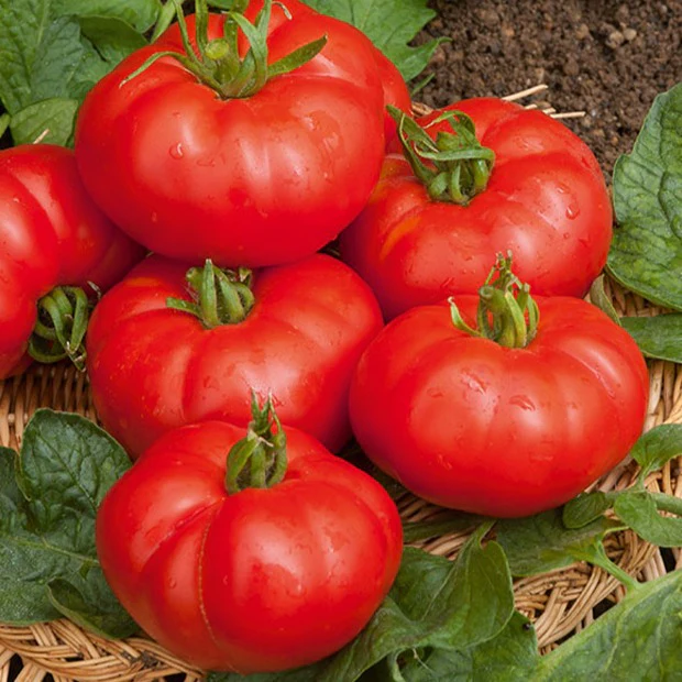 Fleischtomate Marmande - Image 3