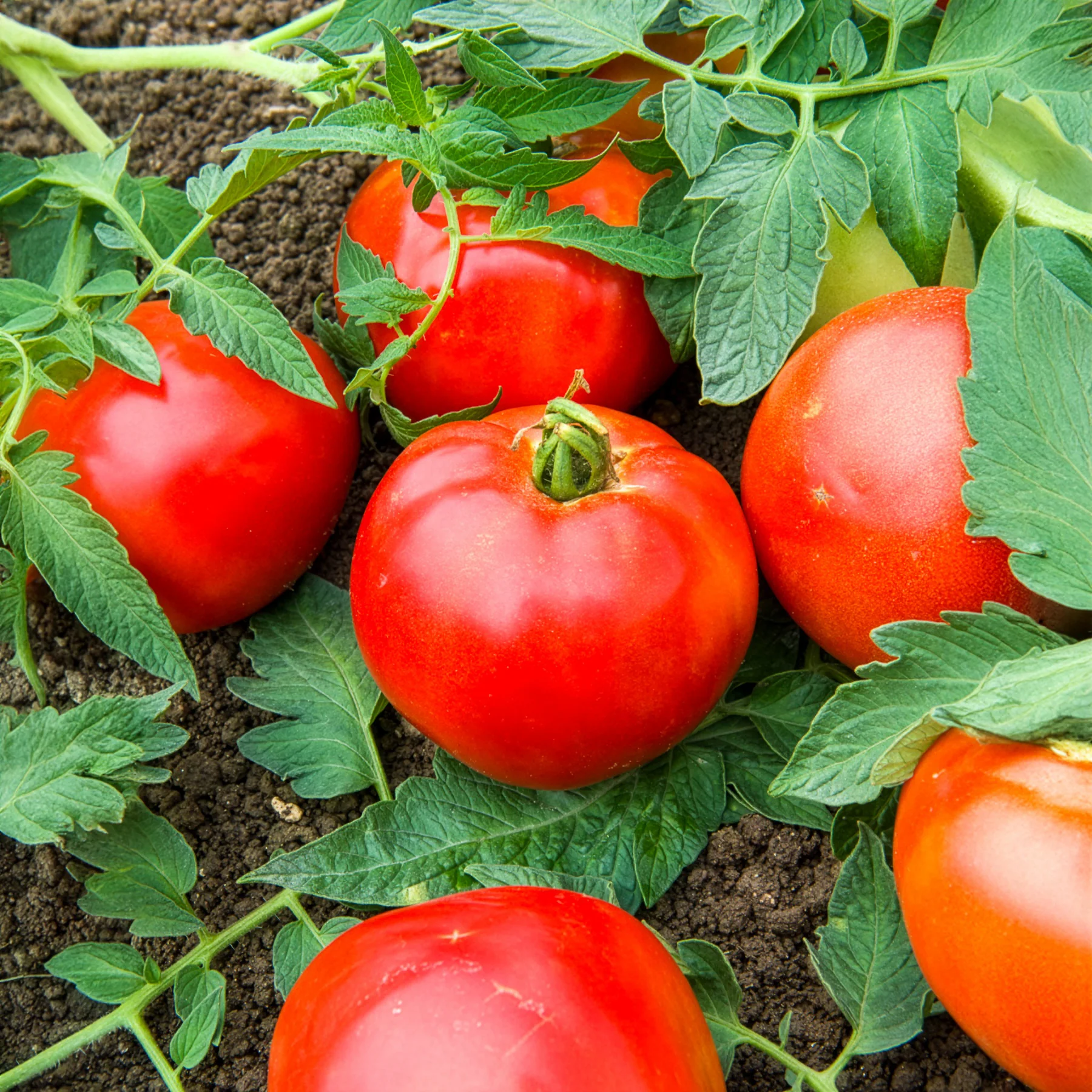 Fleischtomate Pyros F1 - Image 2