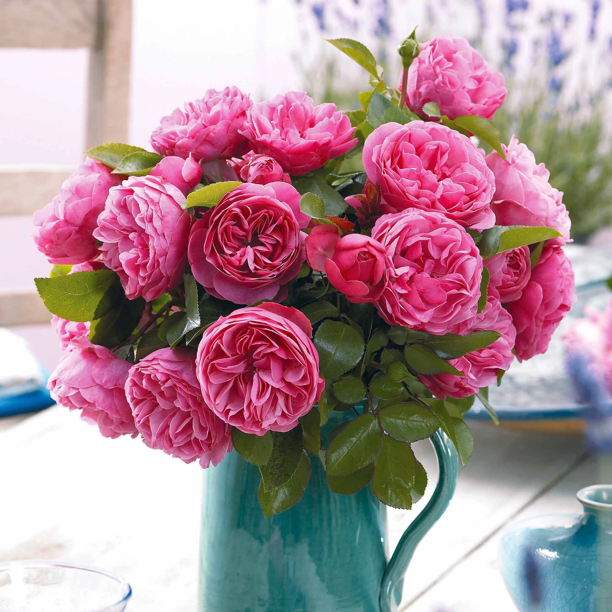 Floribunda-Rosen Kollektion (x2) - Image 2