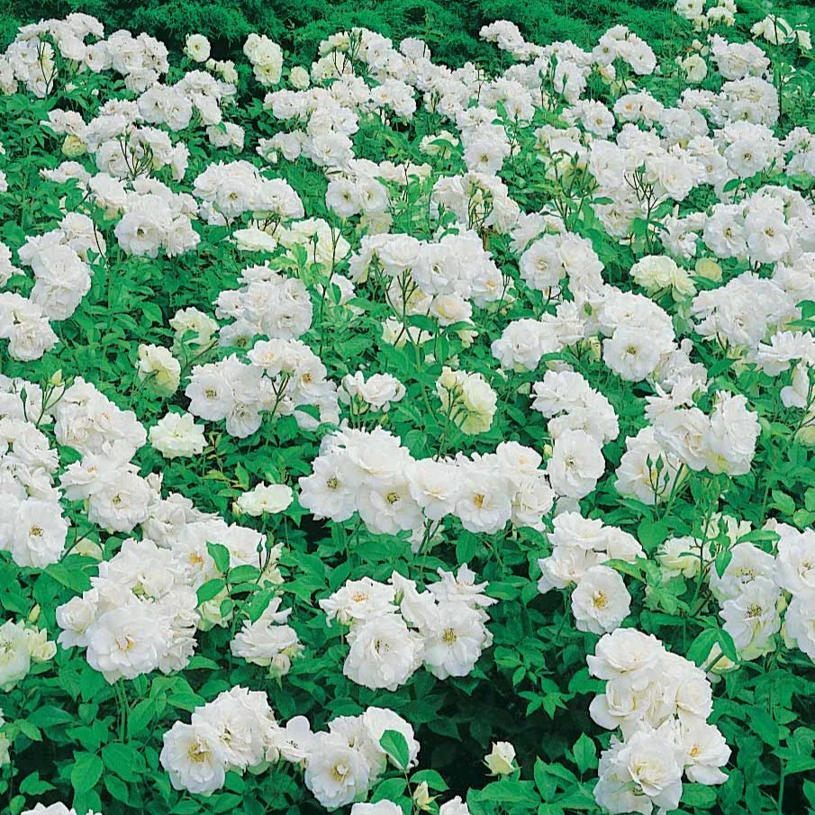 Floribundarose ‘Princesse de Galles®’ - Image 3