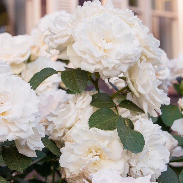 Floribundarose ‘Princesse de Galles®’ - Image 4