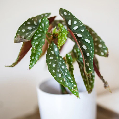 Forellenbegonie (Begonia maculata)