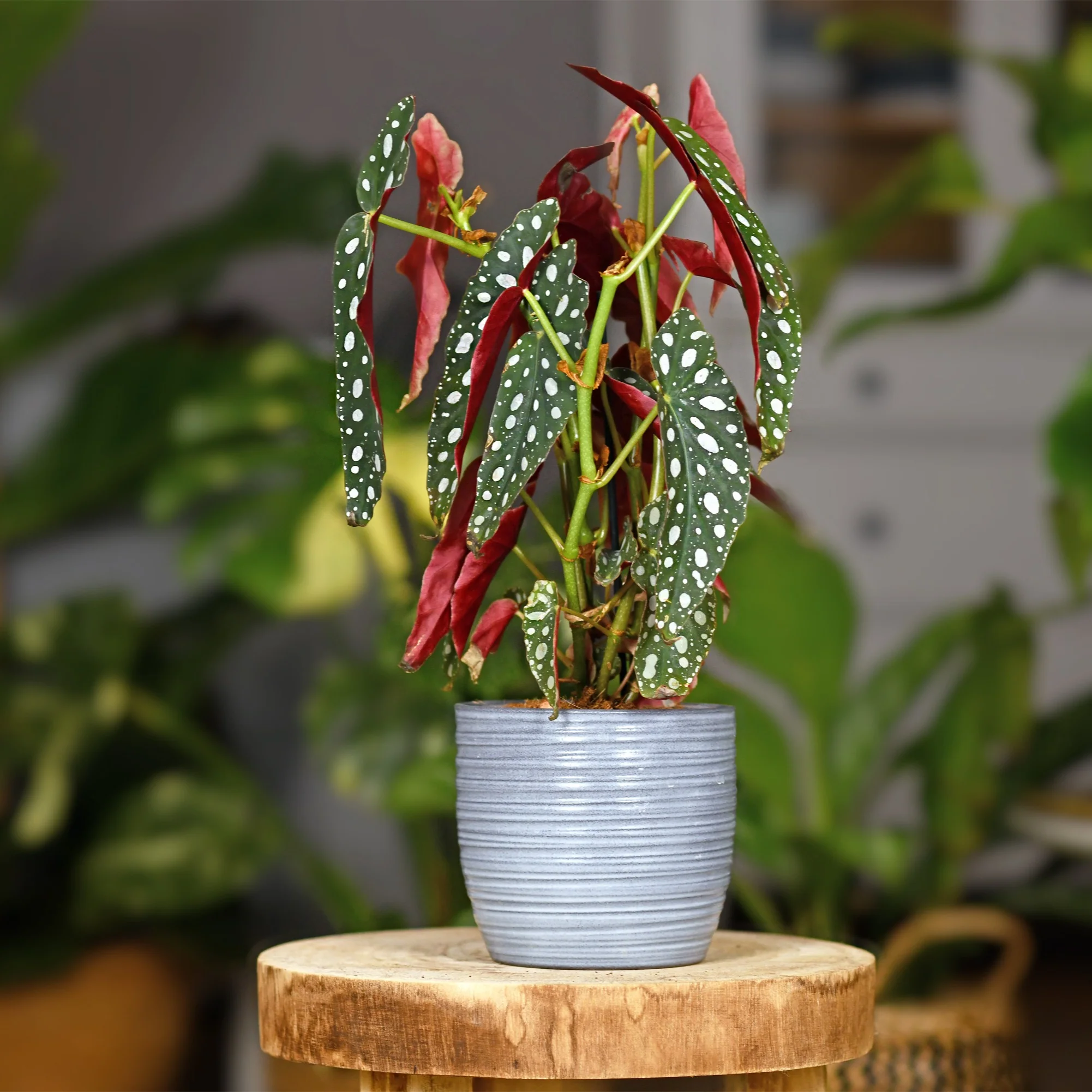 Forellenbegonie (Begonia maculata) - Image 2