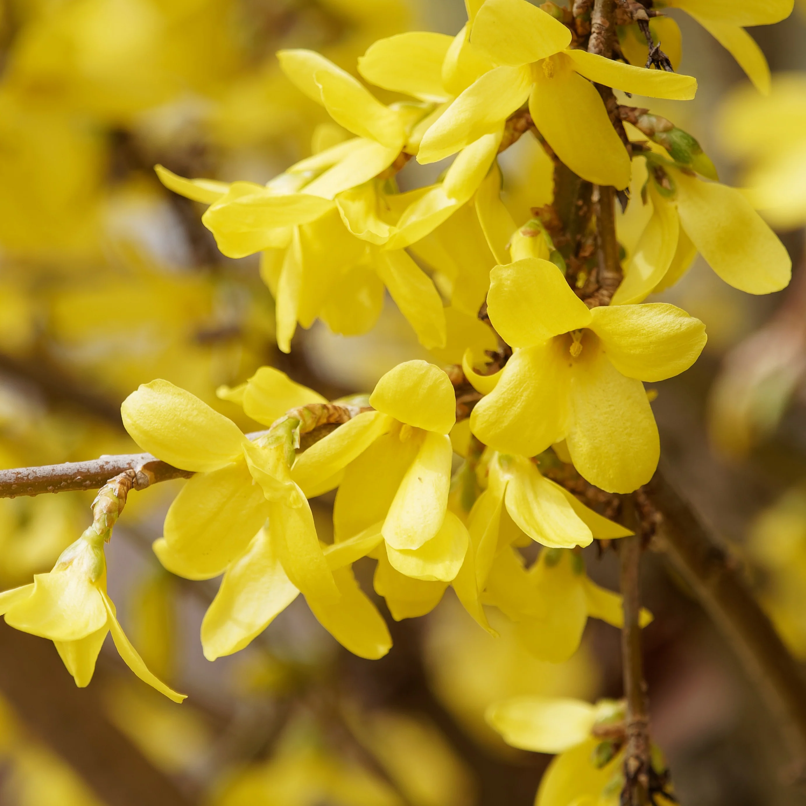 Forsythie ‘Marée d’Or®’ - Image 2