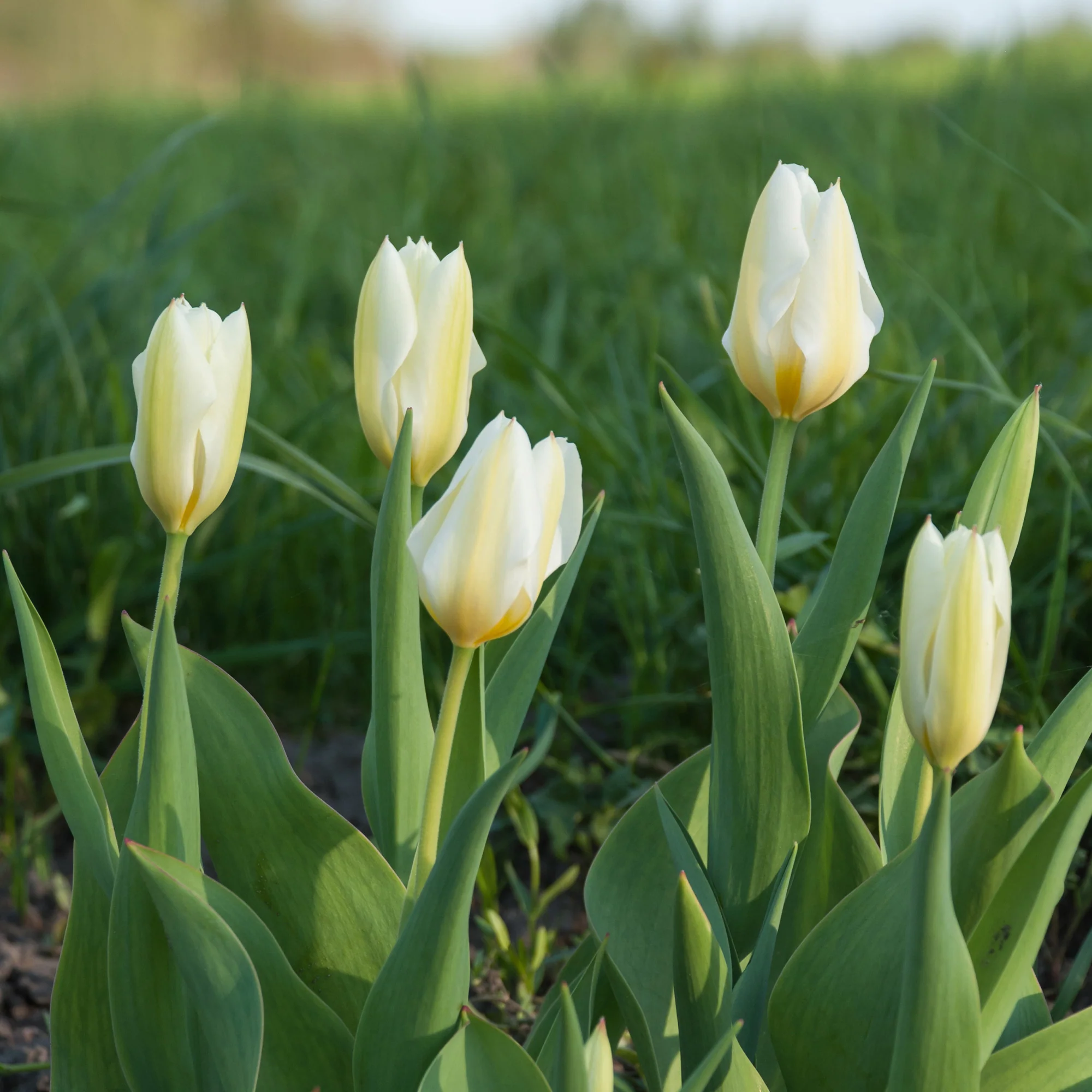 Fosteriana-Tulpen Purissima - Image 2