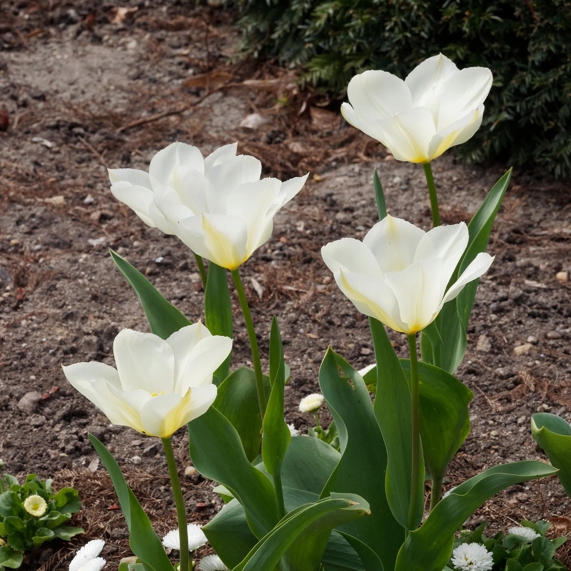 Fosteriana-Tulpen Purissima - Image 3