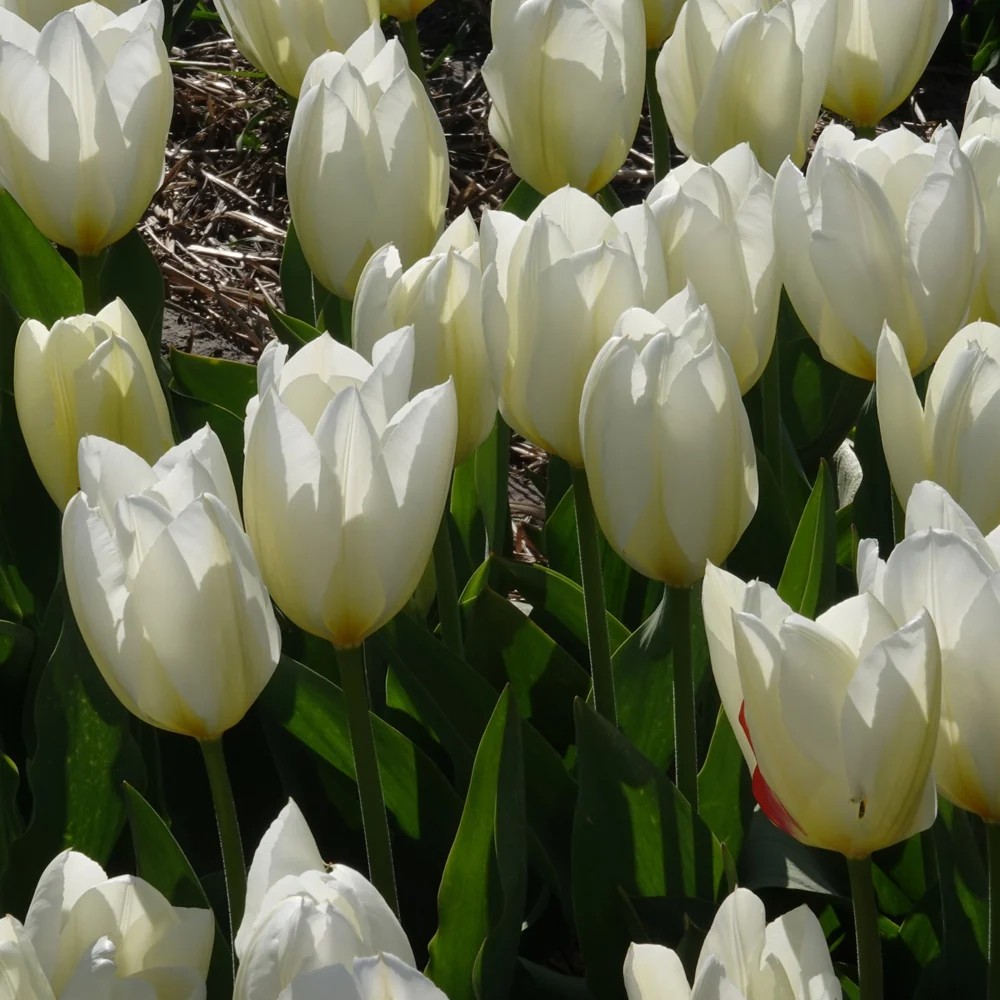 Fosteriana-Tulpen Purissima - Image 4