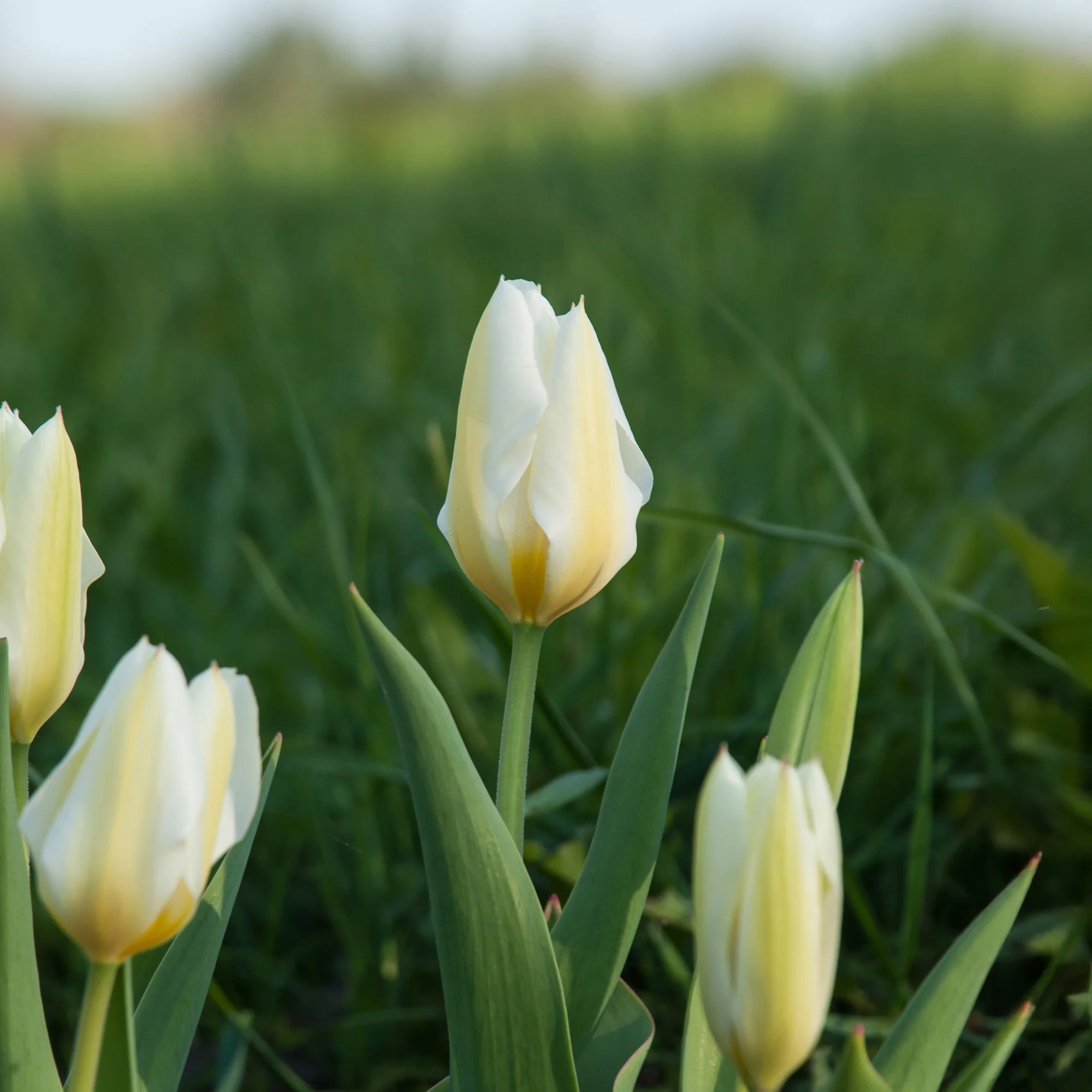 Fosteriana-Tulpen Purissima - Image 5