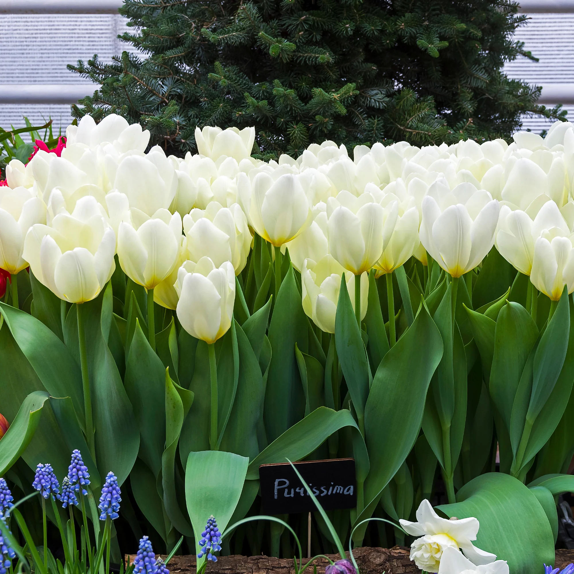 Fosteriana-Tulpen Purissima - Image 6