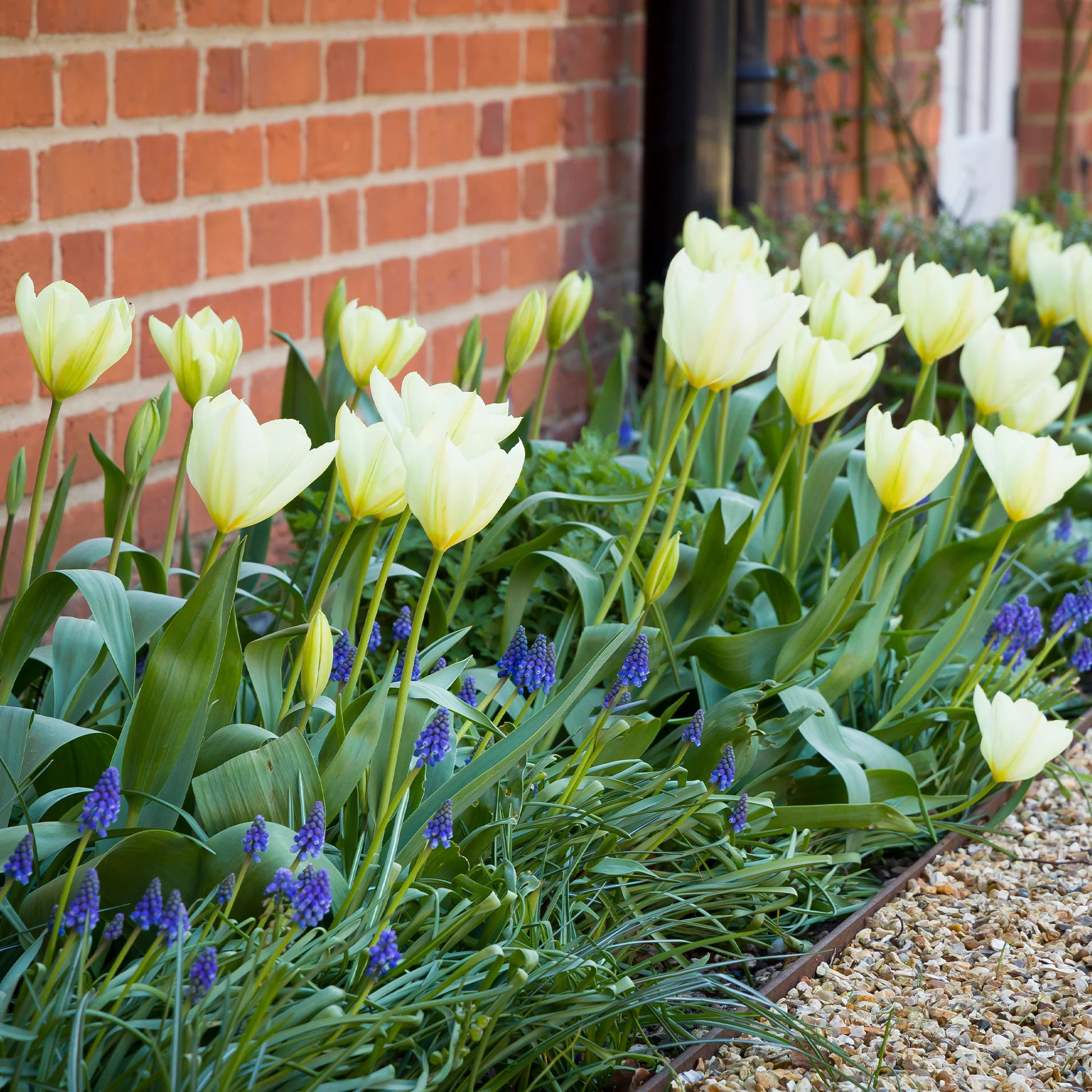 Fosteriana-Tulpen Purissima - Image 7