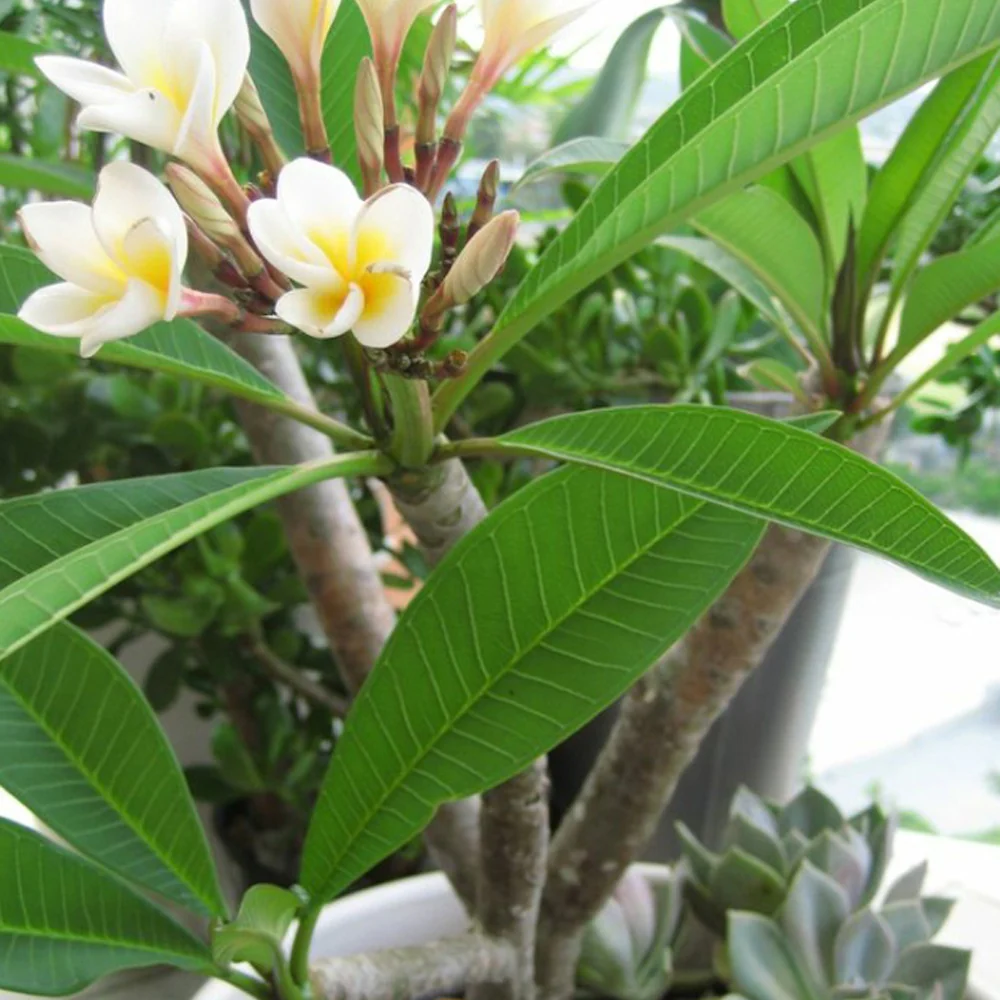 Frangipani - Image 3