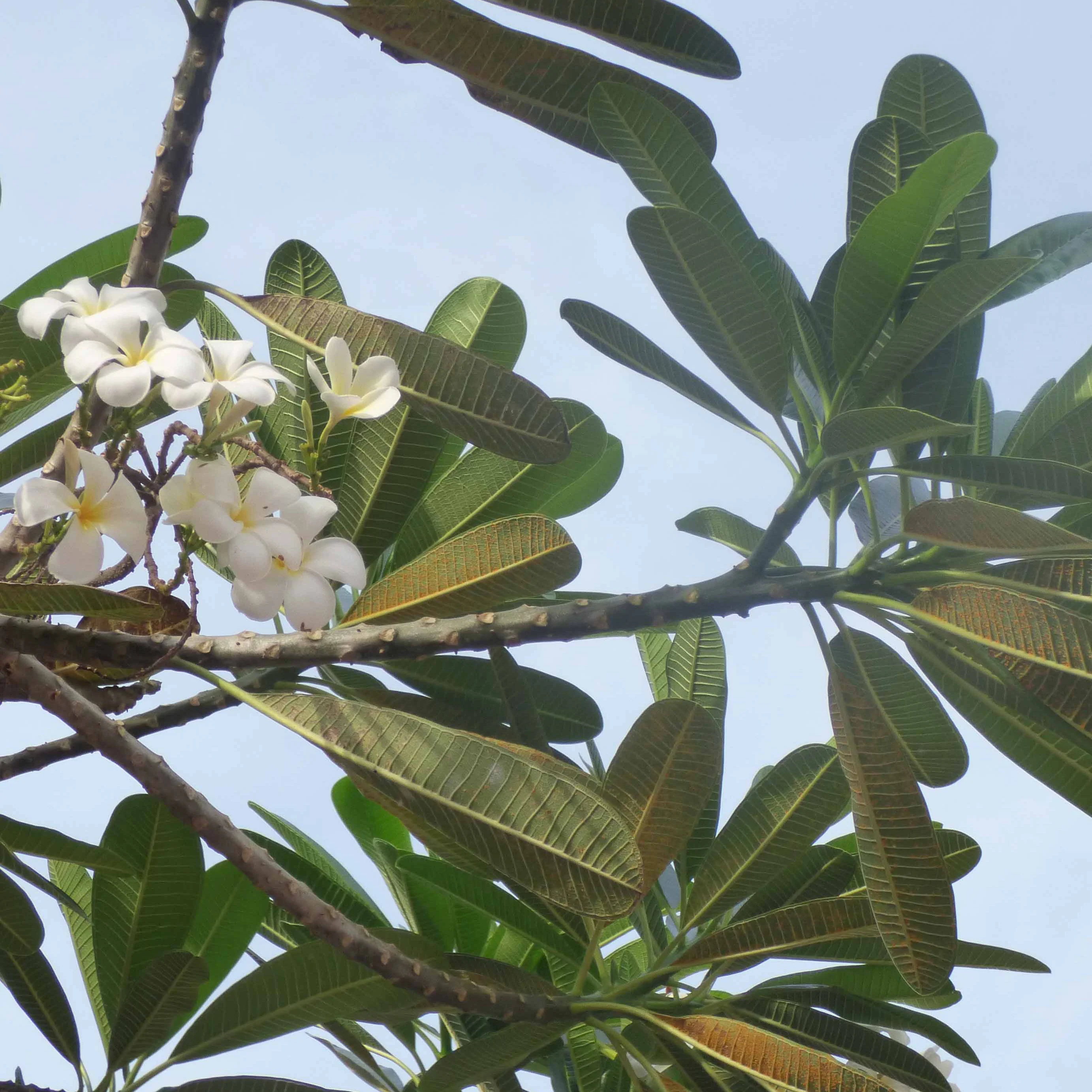 Frangipani - Image 4