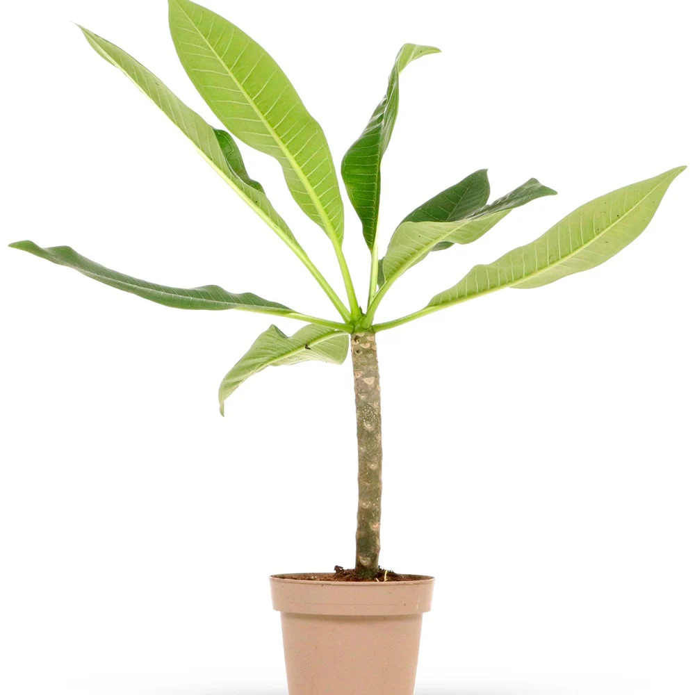 Frangipani 'Jazz' rot-gelb - Image 3