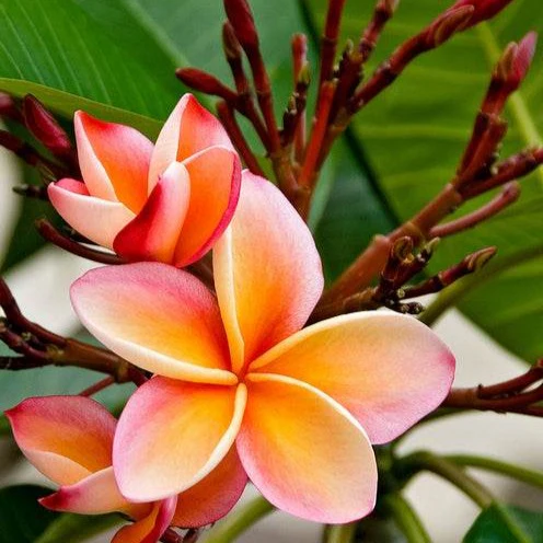 Frangipani rot