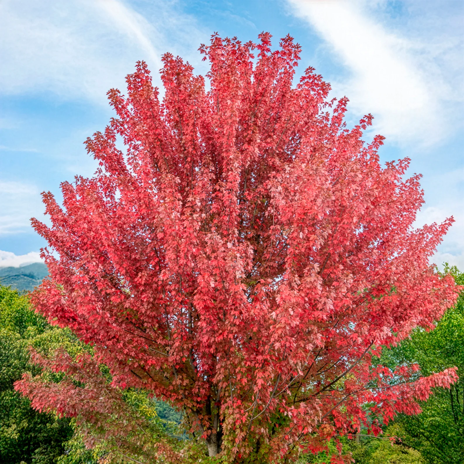 Freeman-Ahorn 'Autumn Blaze' - Image 3