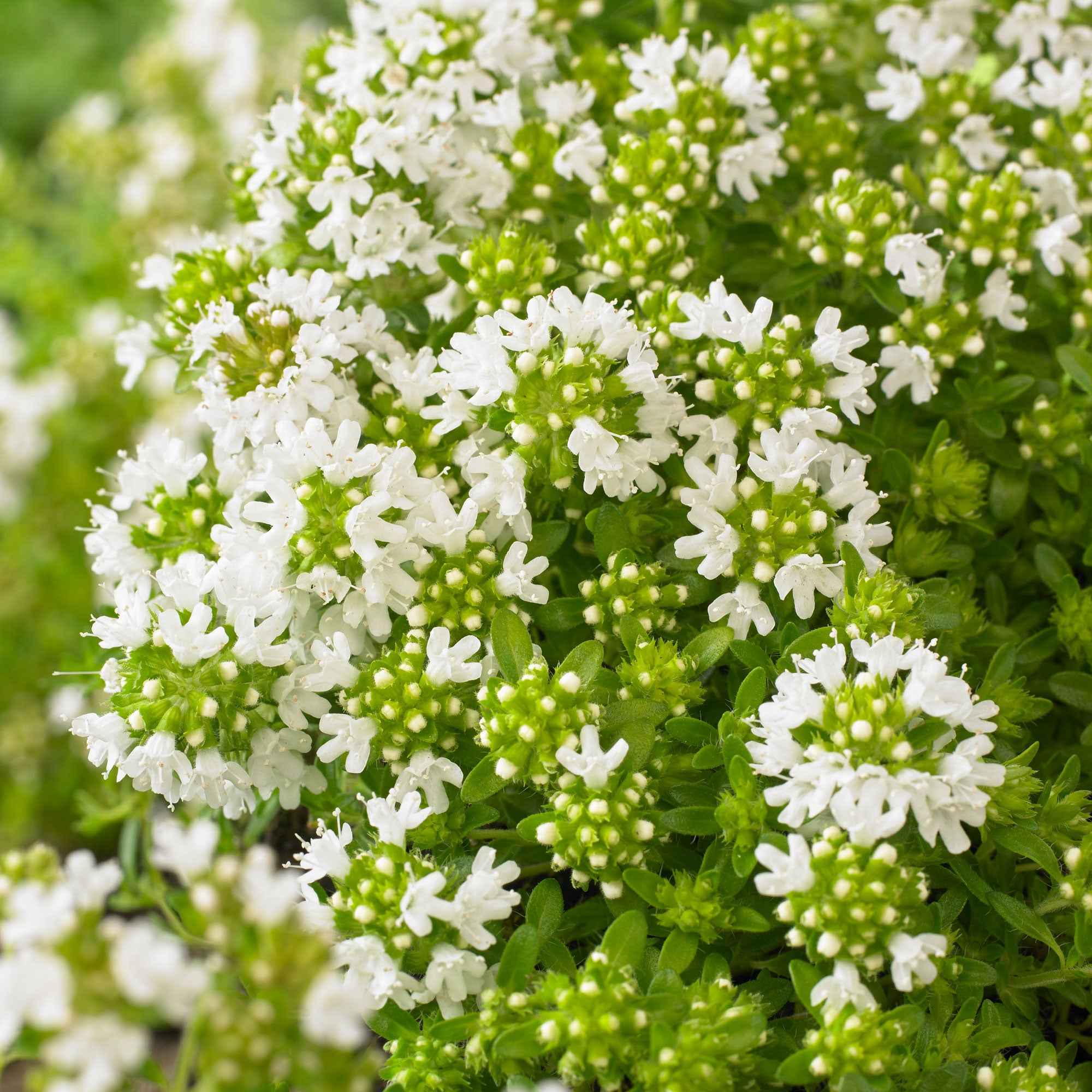 Frühblühender Thymian weiß