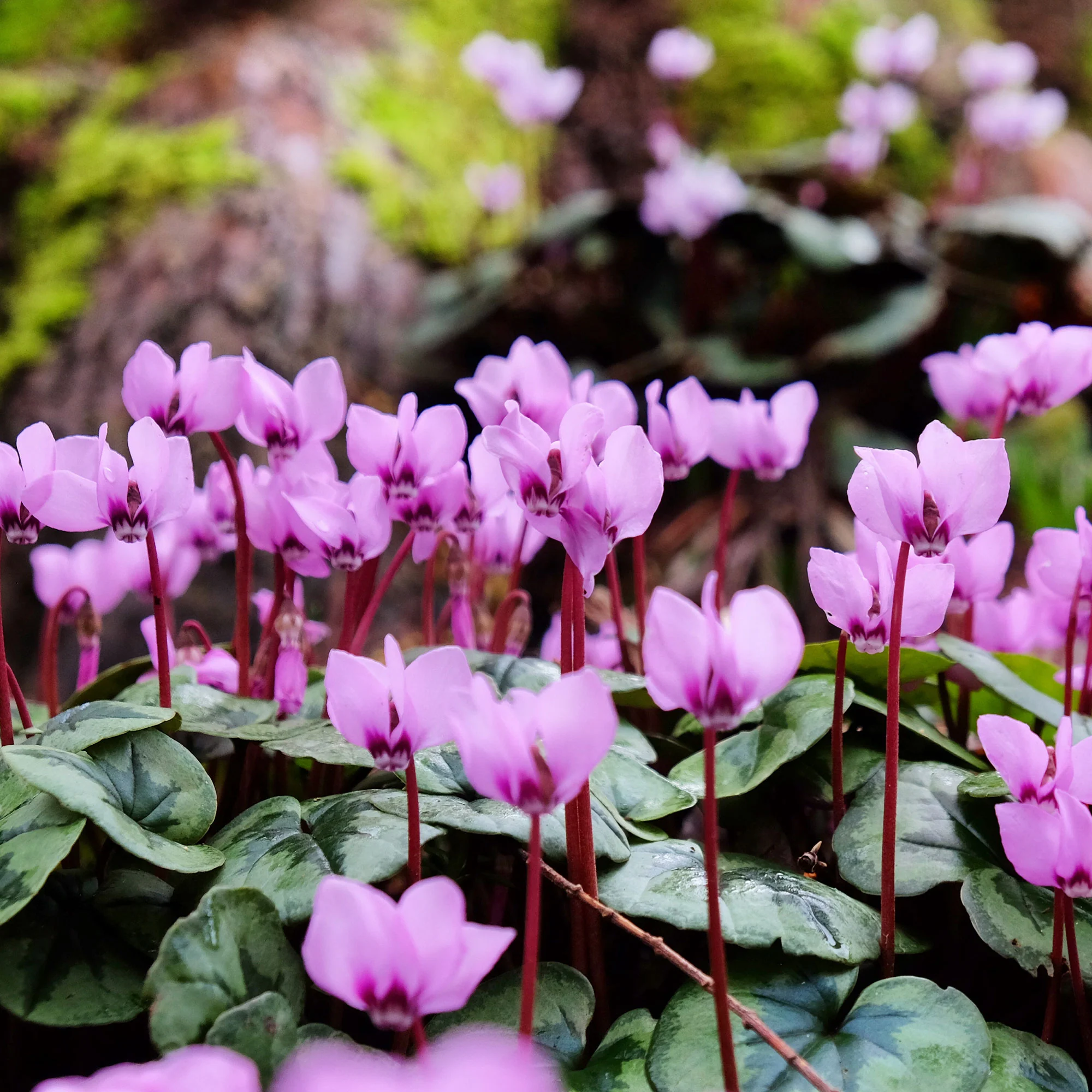 Frühlings-Alpenveilchen ‘Rose’ - Image 3