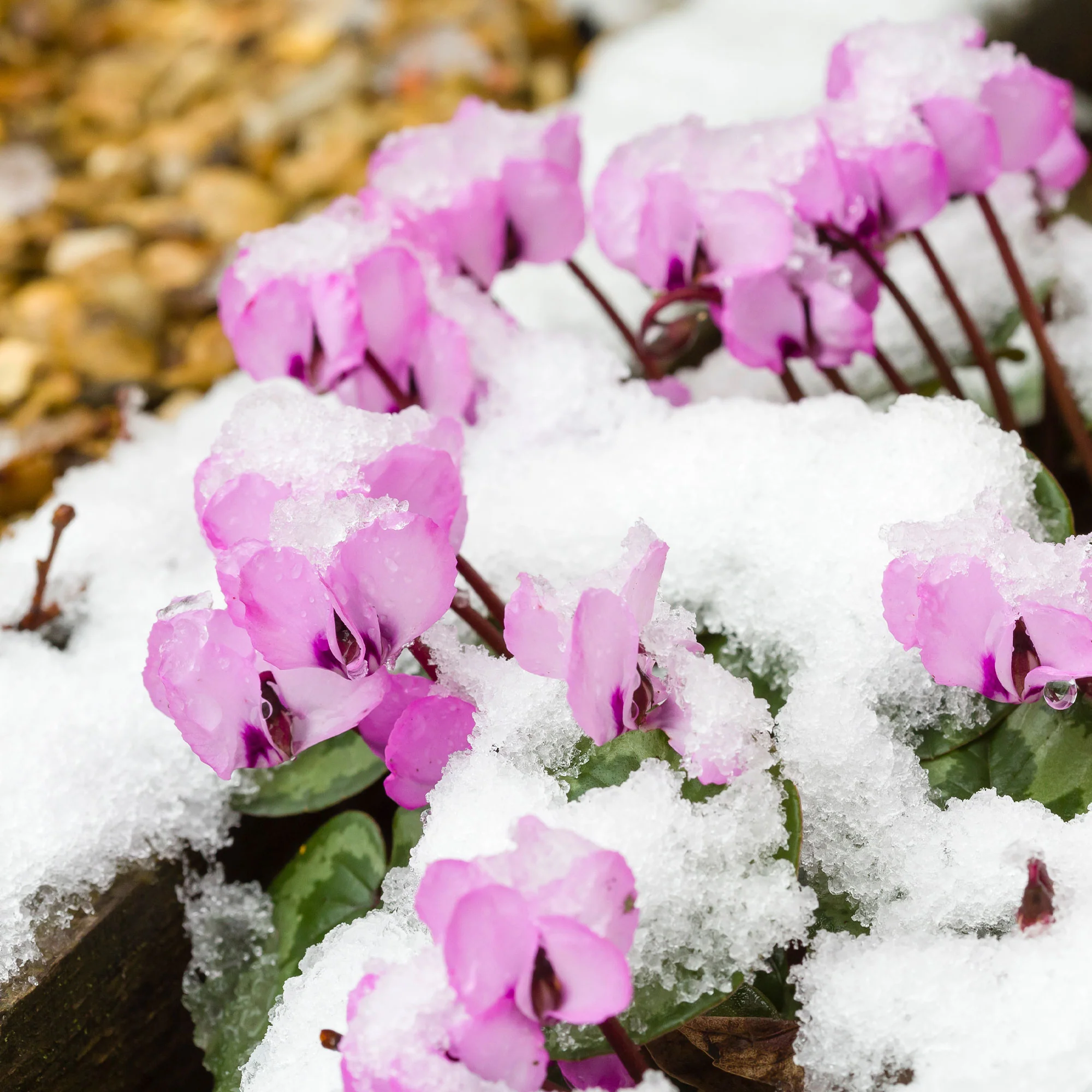 Frühlings-Alpenveilchen ‘Rose’ - Image 4