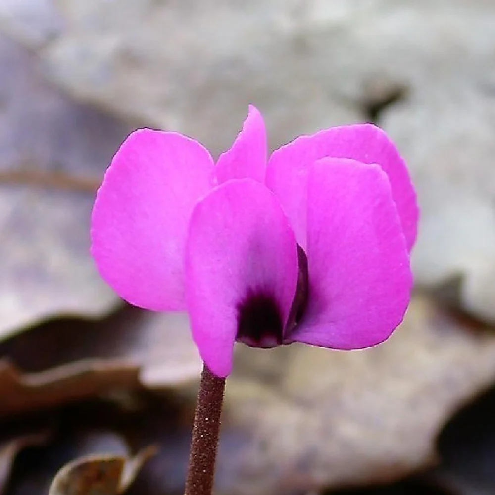 Frühlings-Alpenveilchen ‘Rose’ - Image 5