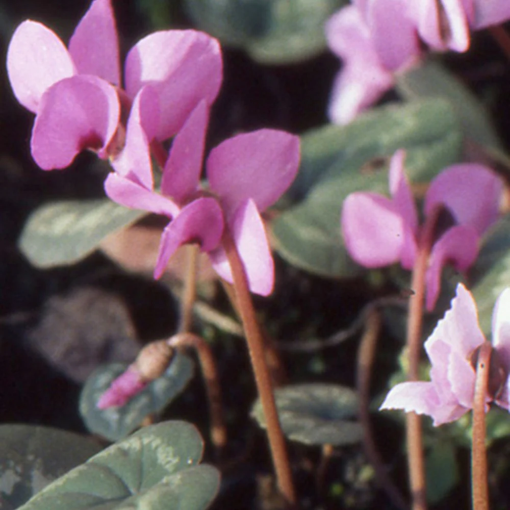 Frühlings-Alpenveilchen ‘Rose’ - Image 7