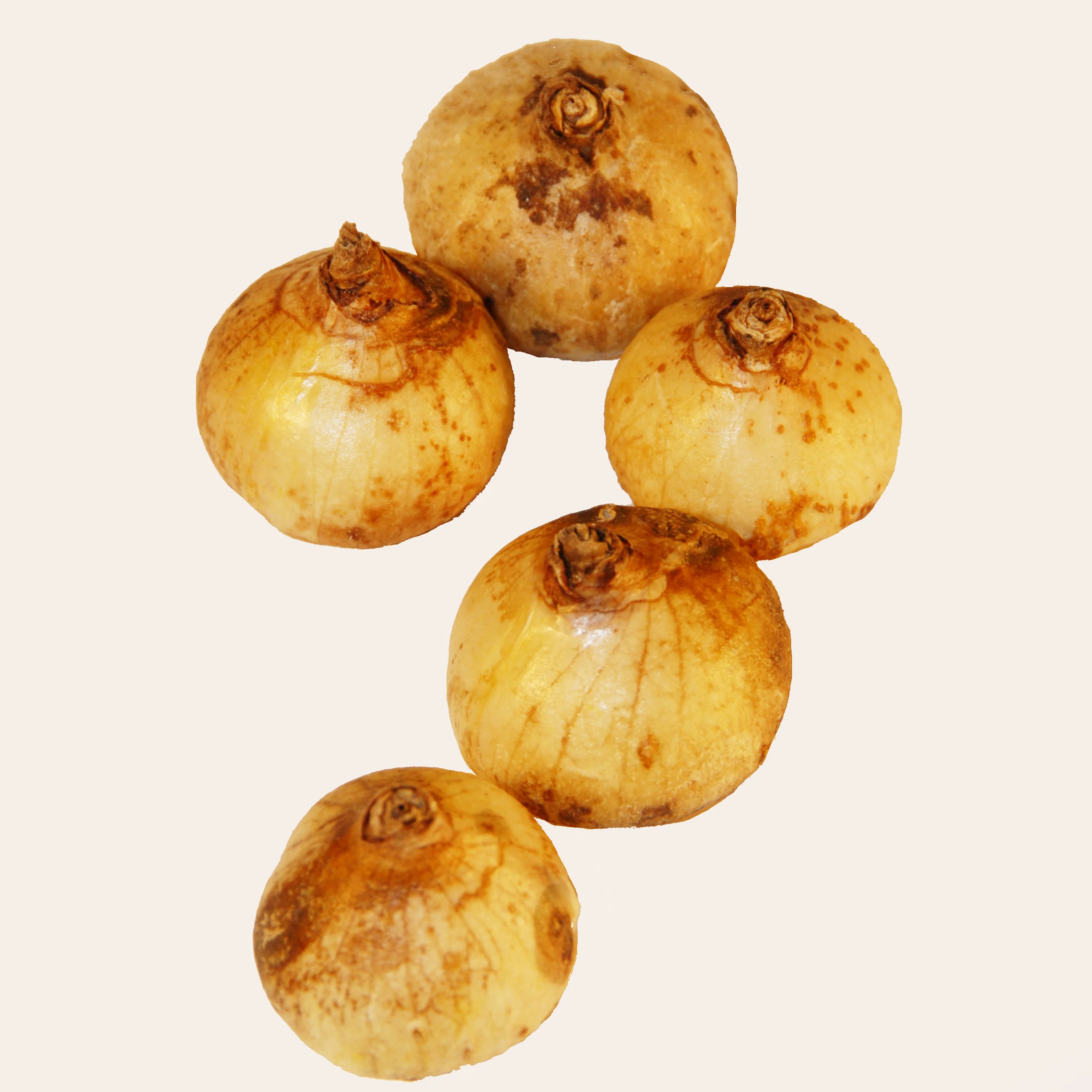 Frühlingsstern - Image 3