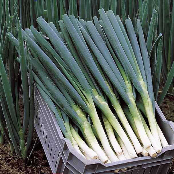 Frühlingszwiebel Ishikura Long White - Image 6