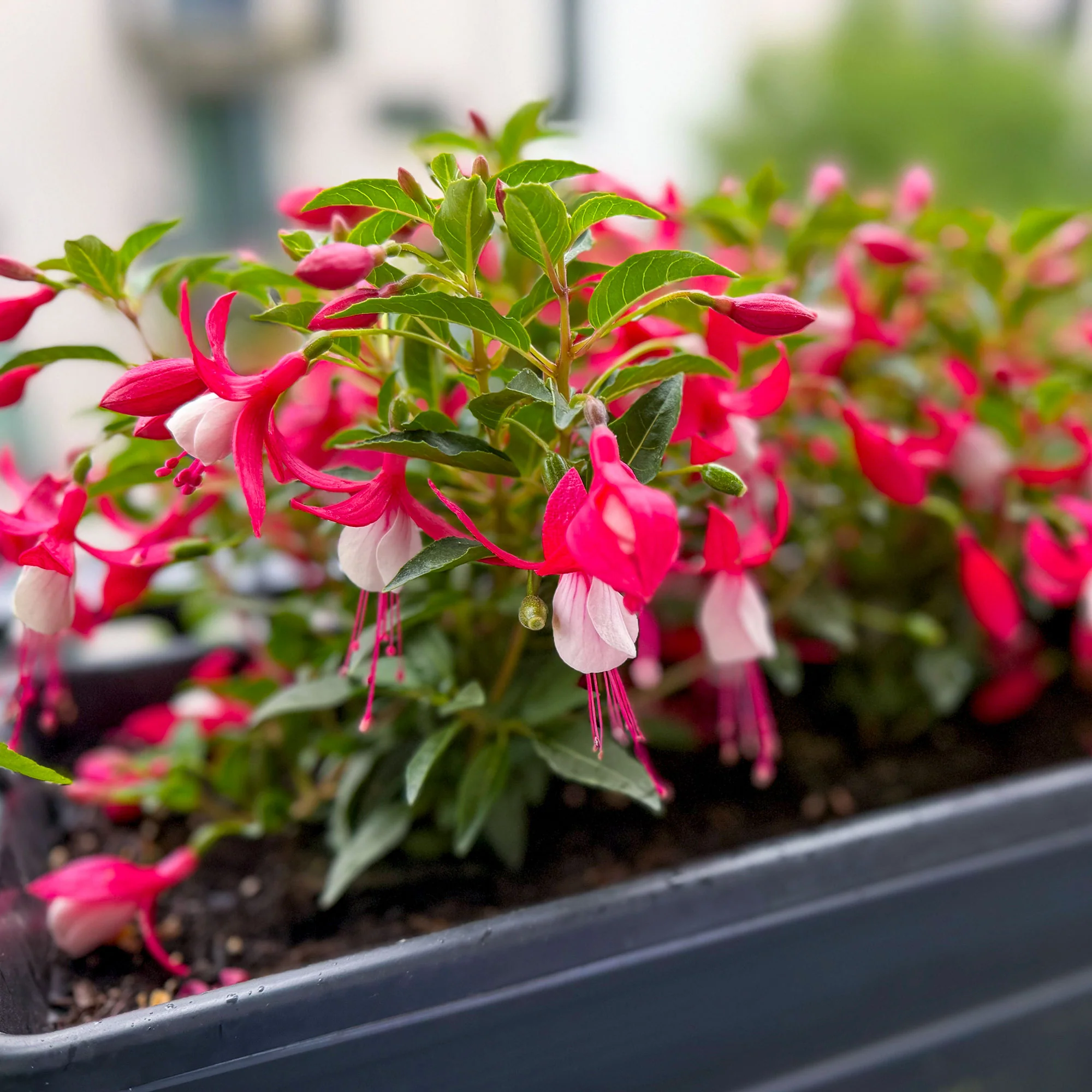 Fuchsia Madame Cornelissen - Image 4