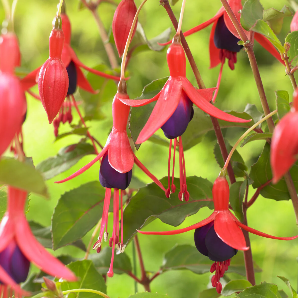Fuchsia Mrs. Popple