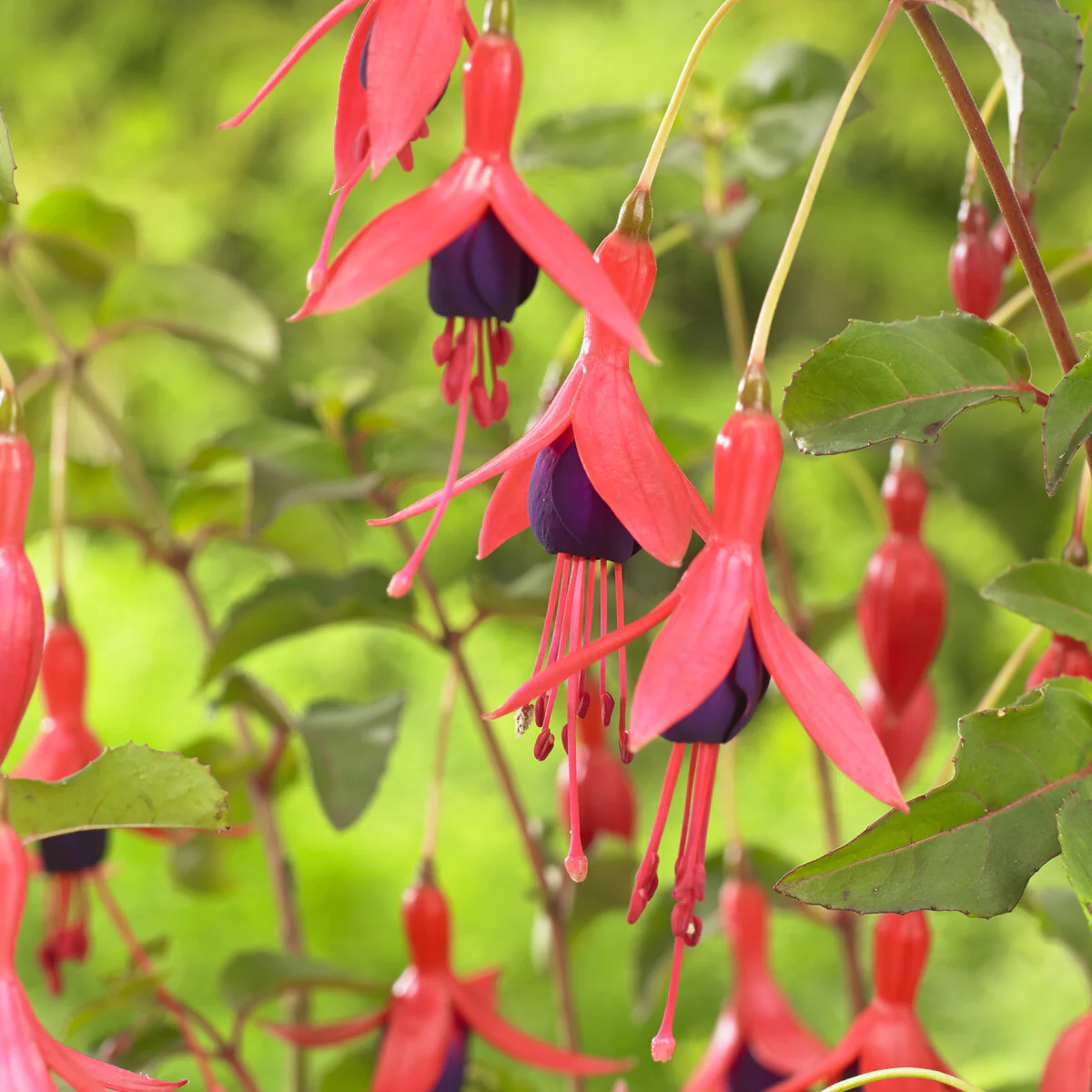 Fuchsia Mrs. Popple - Image 2