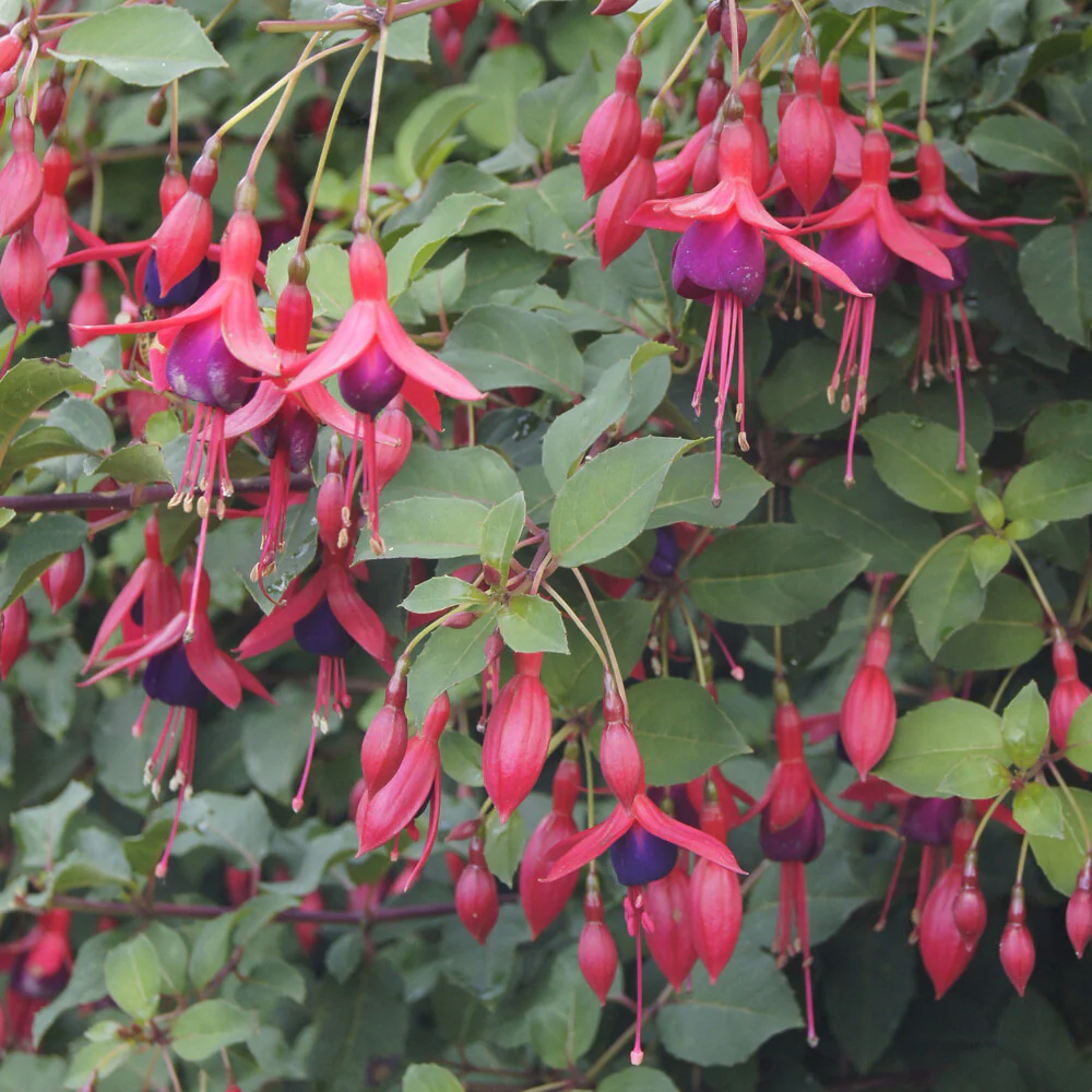 Fuchsia Mrs. Popple - Image 3